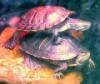 Olivia & Stewie - Female & Male Red Ear Slider Turtles
