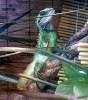 Diego - Male Chinese Water Dragon