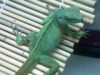Angus - Male Chinese Water Dragon