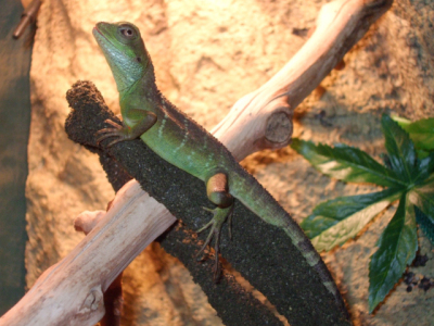 Gomez - Young Chinese Water Dragon
